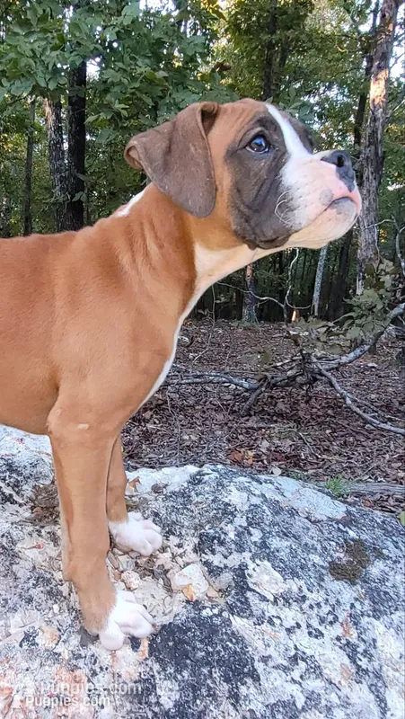 Jerry – Boxer puppy for sale in Franklin, AR
