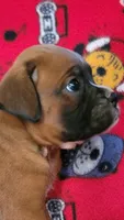 Johnny, a male Boxer for sale in Franklin, AR – 3 of 7