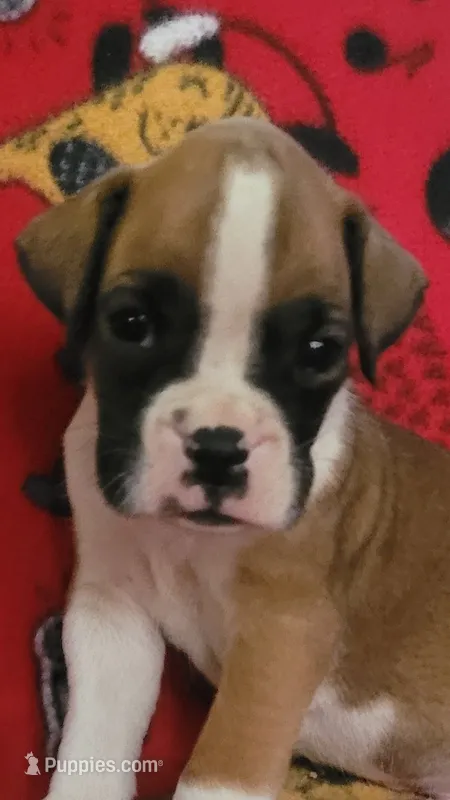 Jimmy – Boxer puppy for sale in Franklin, AR