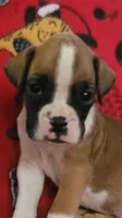 Jimmy, a male Boxer for sale in Franklin, AR – 2 of 6