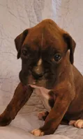 Jesse, a male Boxer for sale in Franklin, AR – 3 of 4