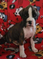 Diamond, a female Boxer for sale in Franklin, AR – 3 of 8