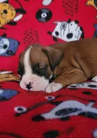 Jerry, a male Boxer for sale in Franklin, AR – 4 of 6