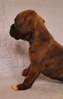 Jesse, a male Boxer for sale in Franklin, AR – 4 of 4