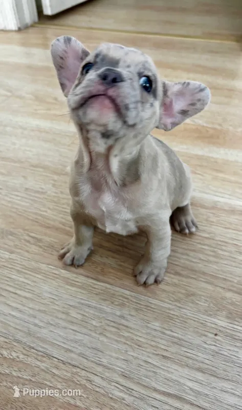 Stormy – French Bulldog puppy for sale in Naples, FL