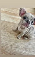 Ash, a male French Bulldog for sale in Naples, FL – 2 of 3