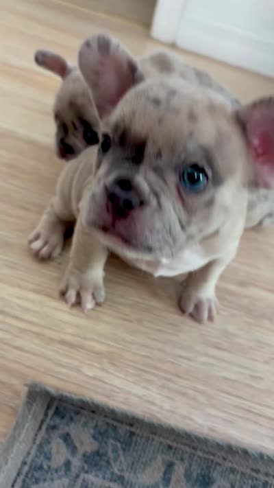 Stormy, a male French Bulldog for sale in Naples, FL – 4 of 4