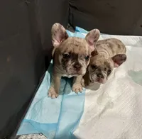 Ash, a male French Bulldog for sale in Naples, FL – 3 of 3