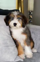 Duke, a male Miniature Bernedoodle for sale in Salt Lake City, UT – 1 of 1
