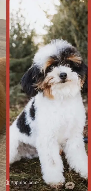 Akc stud – Poodle - Toy  puppy for sale in Salt Lake City, UT
