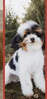 Akc stud, a male Poodle - Toy  for sale in Salt Lake City, UT – 1 of 1