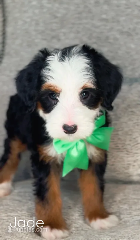 Jade – Miniature Bernedoodle puppy for sale in Salt Lake City, UT