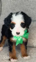 Jade, a female Miniature Bernedoodle for sale in Salt Lake City, UT – 1 of 1