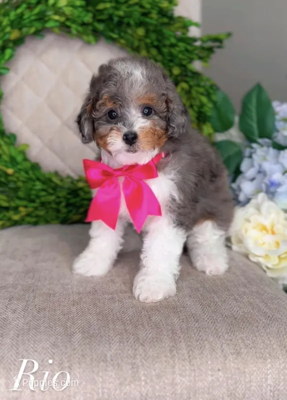 Rio – Miniature Bernedoodle puppy for sale in Salt Lake City, UT