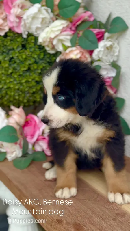 Daisy – Bernese Mountain Dog puppy for sale in Salt Lake City, UT