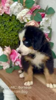 Daisy, a female Bernese Mountain Dog for sale in Salt Lake City, UT – 1 of 1