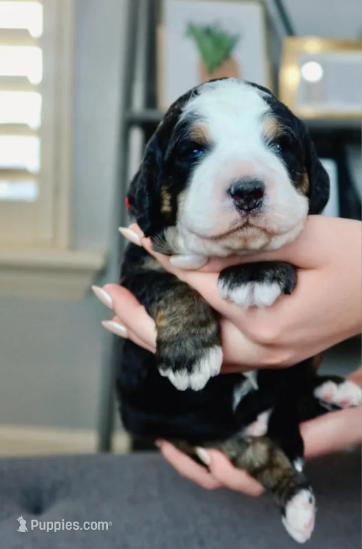 Blue eyes, a male Bernedoodle for sale in Salt Lake City, UT – Photo 1 of 1