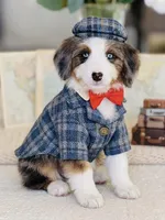 Loki, a male Bernedoodle for sale in Salt Lake City, UT – Photo 2 of 3