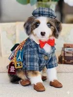 Loki, a male Bernedoodle for sale in Salt Lake City, UT – Photo 3 of 3