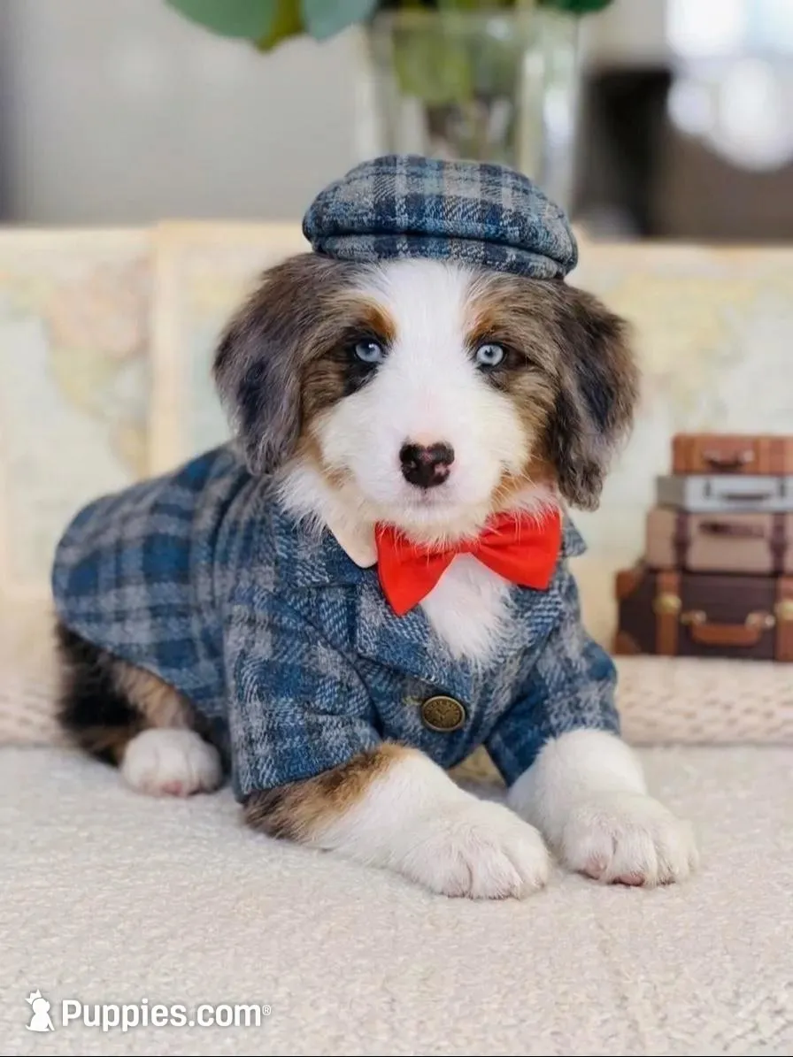 Loki – Bernedoodle puppy for sale in Salt Lake City, UT