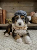 Duke, a male Miniature Bernedoodle for sale in Salt Lake City, UT – Photo 2 of 2