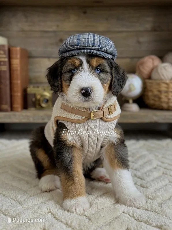 Duke – Miniature Bernedoodle puppy for sale in Salt Lake City, UT