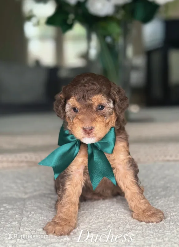 Duchess – Miniature Goldendoodle puppy for sale in Salt Lake City, UT