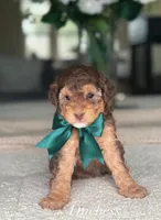 Photo of Duchess