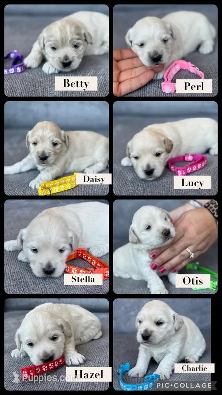 Malti-Goldendoodle, a female Maltipoo for sale in Salt Lake City, UT – Photo 1 of 2