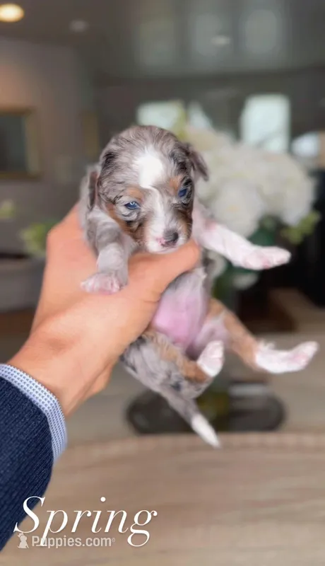 Spring – Bernedoodle puppy for sale in Salt Lake City, UT