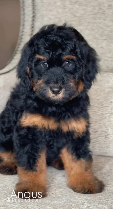 Angus – Miniature Bernedoodle puppy for sale in Salt Lake City, UT