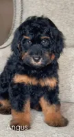 Angus, a male Miniature Bernedoodle for sale in Salt Lake City, UT – 1 of 1
