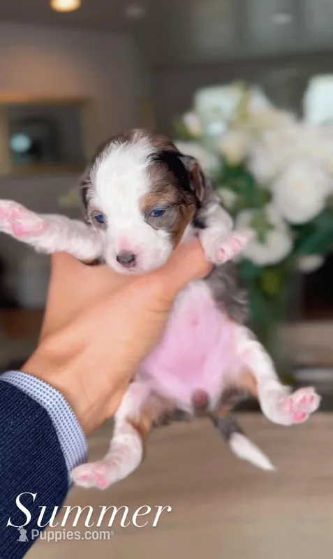 Summer – Bernedoodle puppy for sale in Salt Lake City, UT