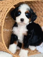 Alx4 , a male Bernedoodle for sale in Salt Lake City, UT – 3 of 3