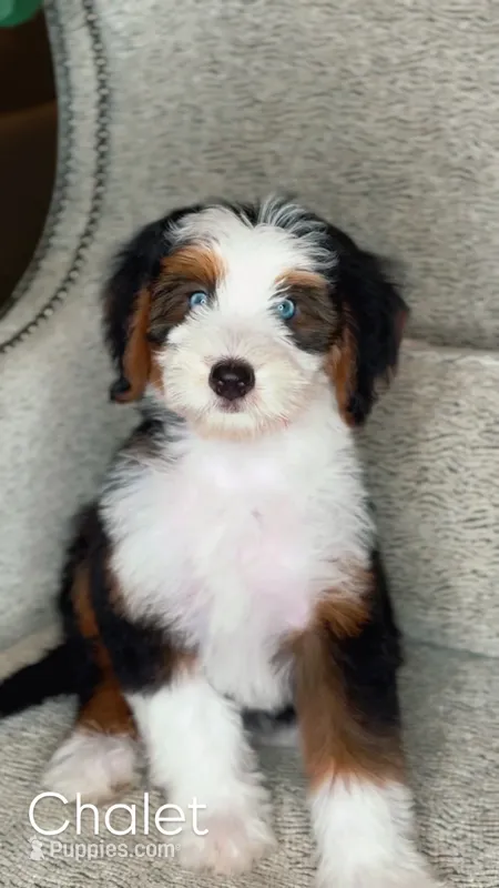Chalet – Bernedoodle puppy for sale in Salt Lake City, UT