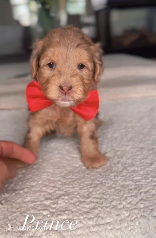 Prince – Miniature Goldendoodle puppy for sale in Salt Lake City, UT