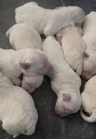 Malti-goldendoodle, a male Maltipoo for sale in Salt Lake City, UT – Photo 5 of 5