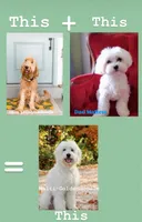 Malti-goldendoodle, a male Maltipoo for sale in Salt Lake City, UT – Photo 3 of 5