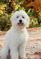 Malti-goldendoodle, a male Maltipoo for sale in Salt Lake City, UT – Photo 2 of 5