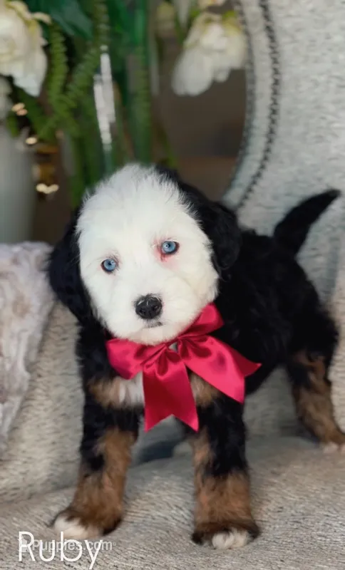 Ruby – Miniature Bernedoodle puppy for sale in Salt Lake City, UT