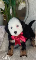 Ruby, a female Miniature Bernedoodle for sale in Salt Lake City, UT – 1 of 1