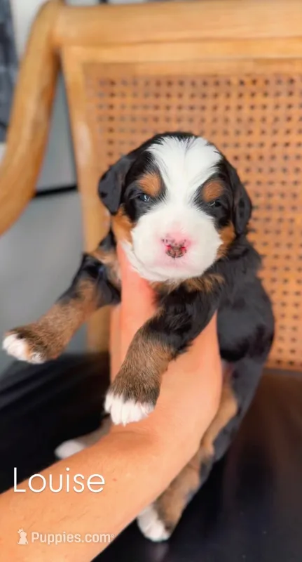 Louise – Miniature Bernedoodle puppy for sale in Salt Lake City, UT