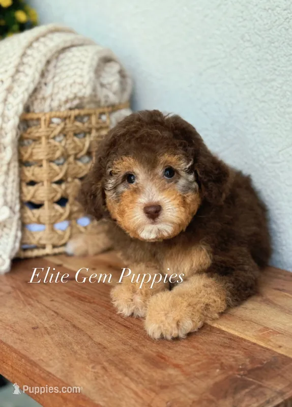 Duchess – Miniature Goldendoodle puppy for sale in Salt Lake City, UT