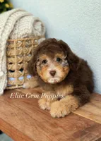 Duchess, a female Miniature Goldendoodle for sale in Salt Lake City, UT – 1 of 2