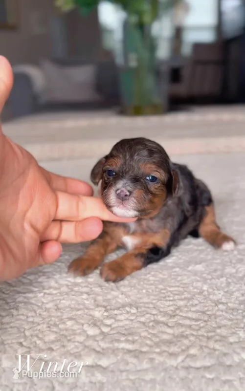 Winter – Bernedoodle puppy for sale in Salt Lake City, UT