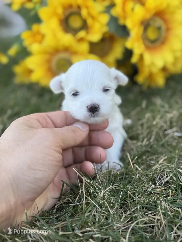 Teacup, a male Maltese for sale in Salt Lake City, UT – Photo 1 of 3