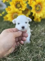 Teacup, a male Maltese for sale in Salt Lake City, UT – Photo 1 of 3