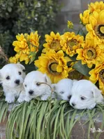 Teacup, a male Maltese for sale in Salt Lake City, UT – Photo 2 of 3