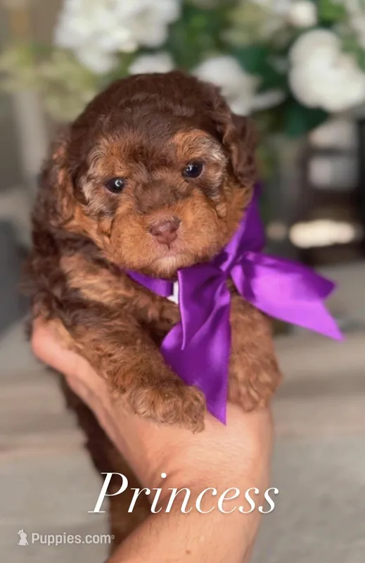 Princess – Miniature Goldendoodle puppy for sale in Salt Lake City, UT