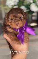Princess, a female Miniature Goldendoodle for sale in Salt Lake City, UT – 1 of 1